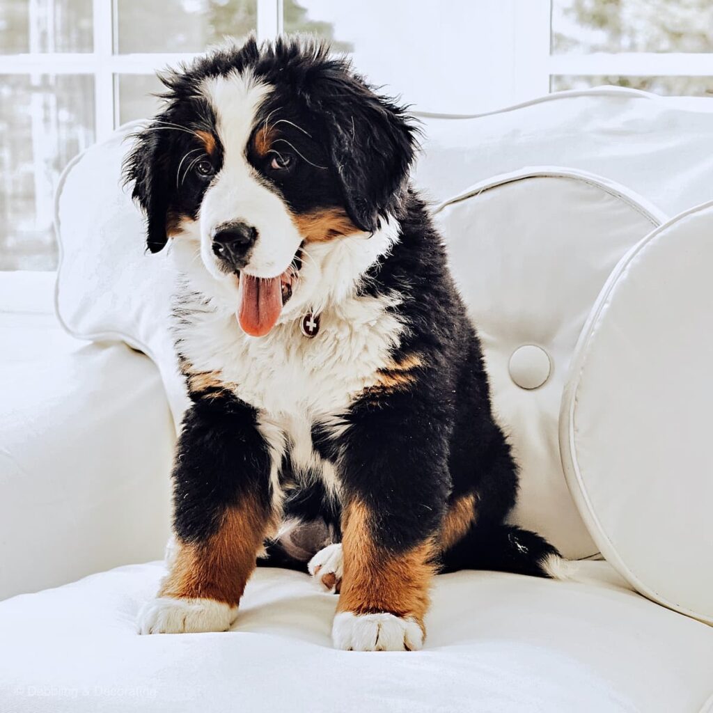 Bernese Mountain Dog Puppy on White couch