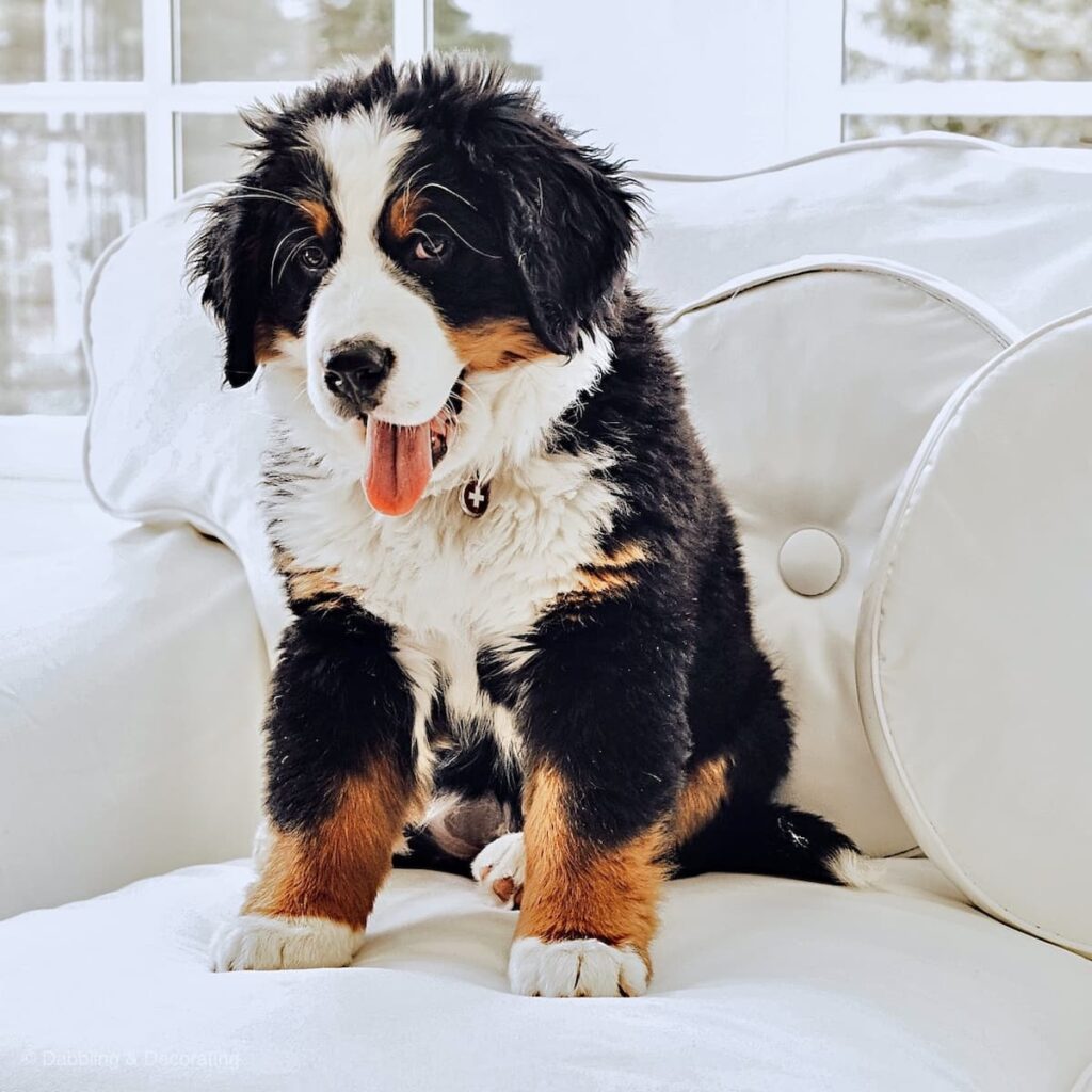 Bernese Mountain Dog Puppy, Ella