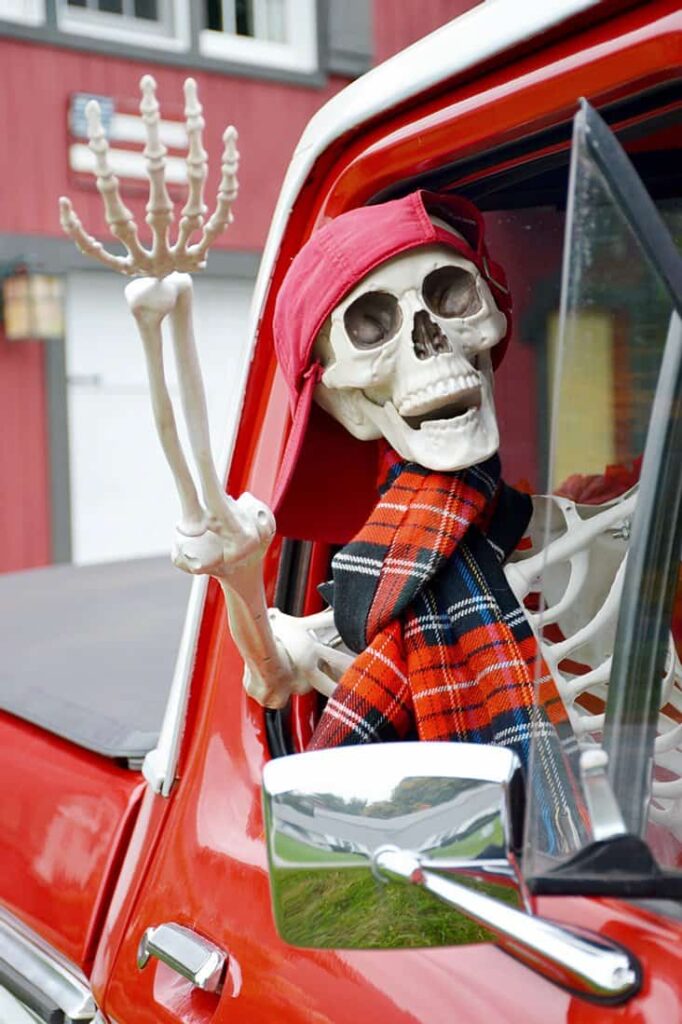 Male Halloween skeleton waving out of vintage Ford truck. Skeleton with backward baseball hat and plaid scarf waving out the window of an old truck for Halloween skeleton decorating ideas.