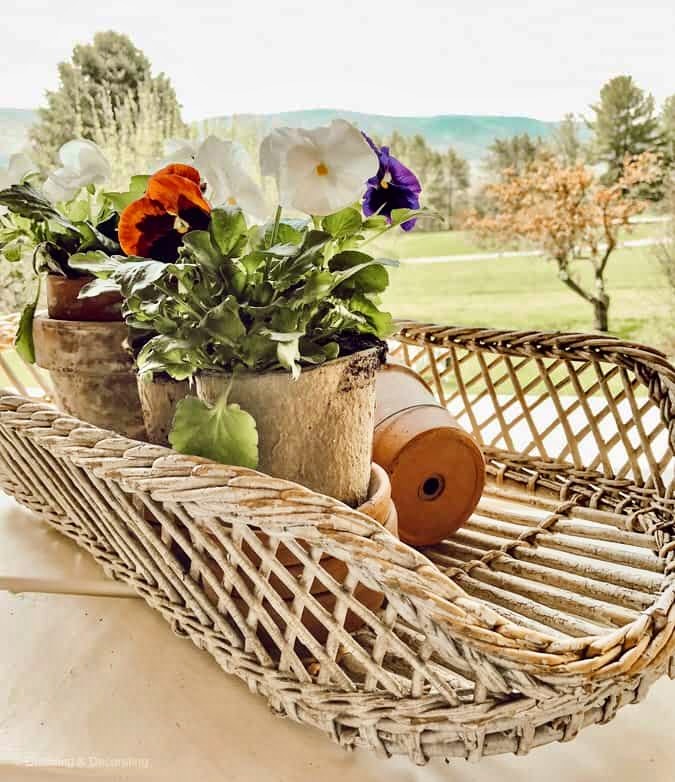 pansies in a garden basket.