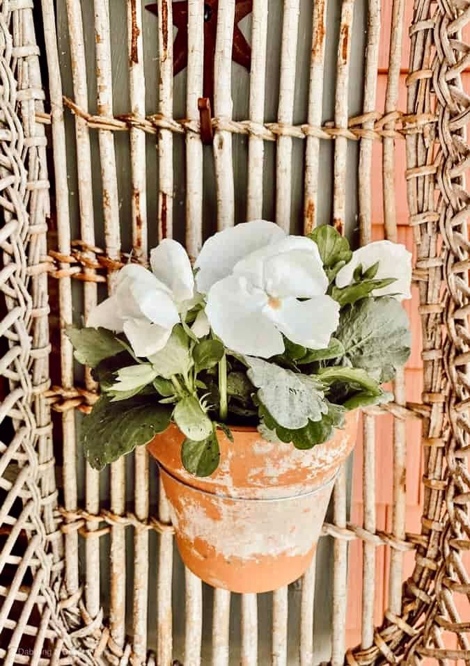 White pansy in terracotta pot in garden cupboard basket.