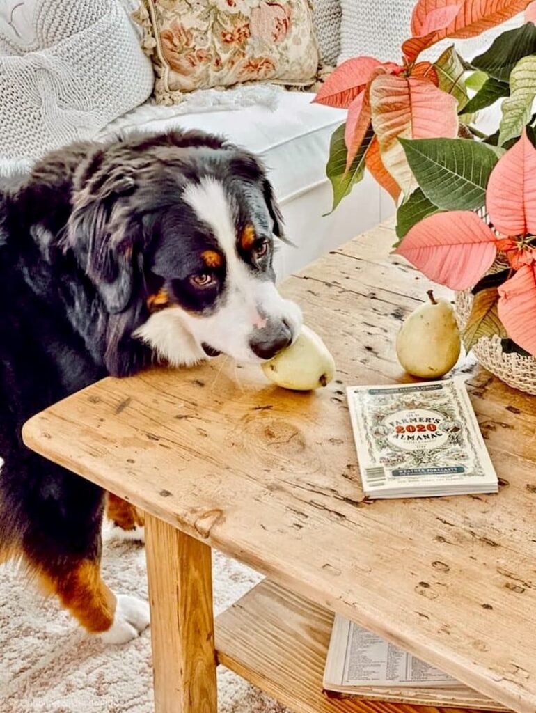 Bernese Mountain Dog stealing a pear from a coffee table display in living room.