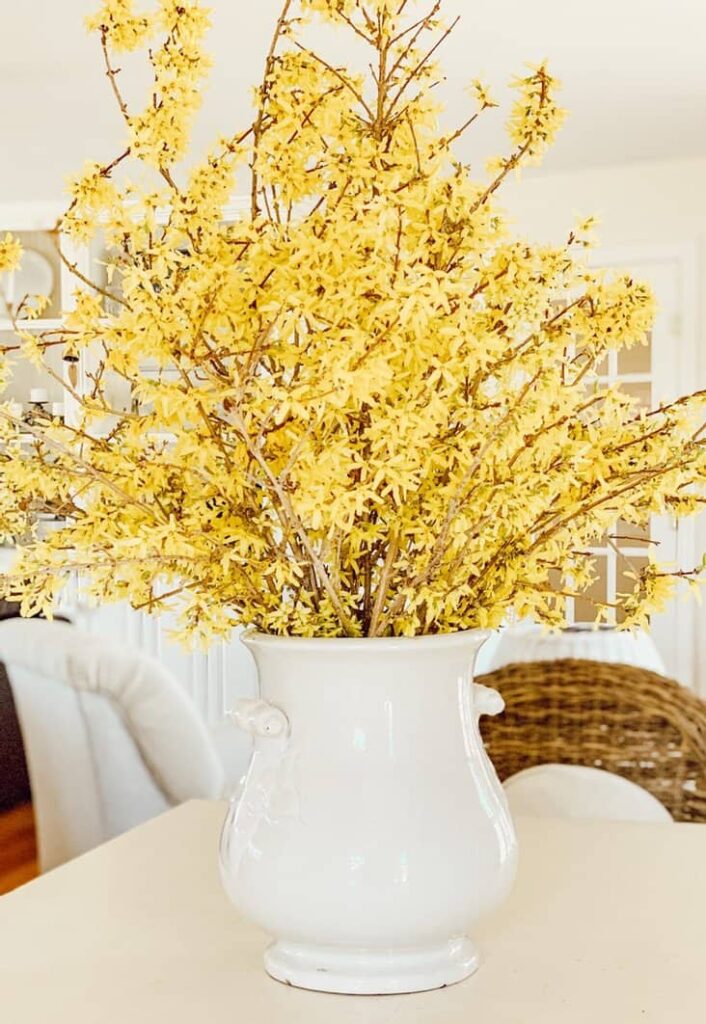 Blooming Forced yellow Forsythia Branches