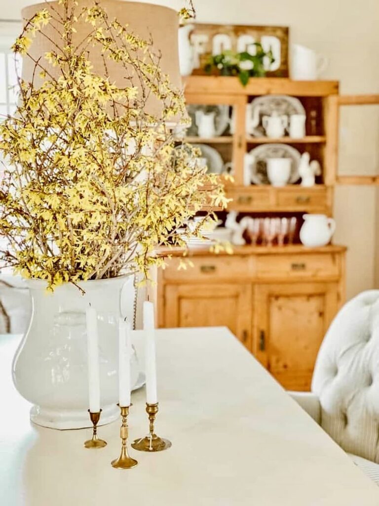 Forcing Forsythia Branches to Bloom Indoors with yellow blooms