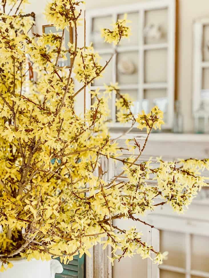 Yellow Blooming Forsythia Branches