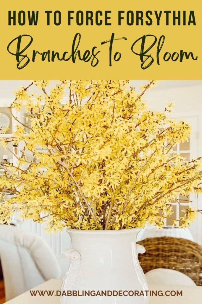 How to Force Forsythia Branches to Bloom