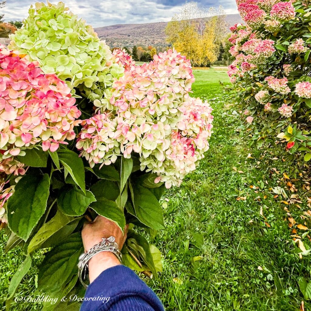 fall hydrangeas bouquet in hand.