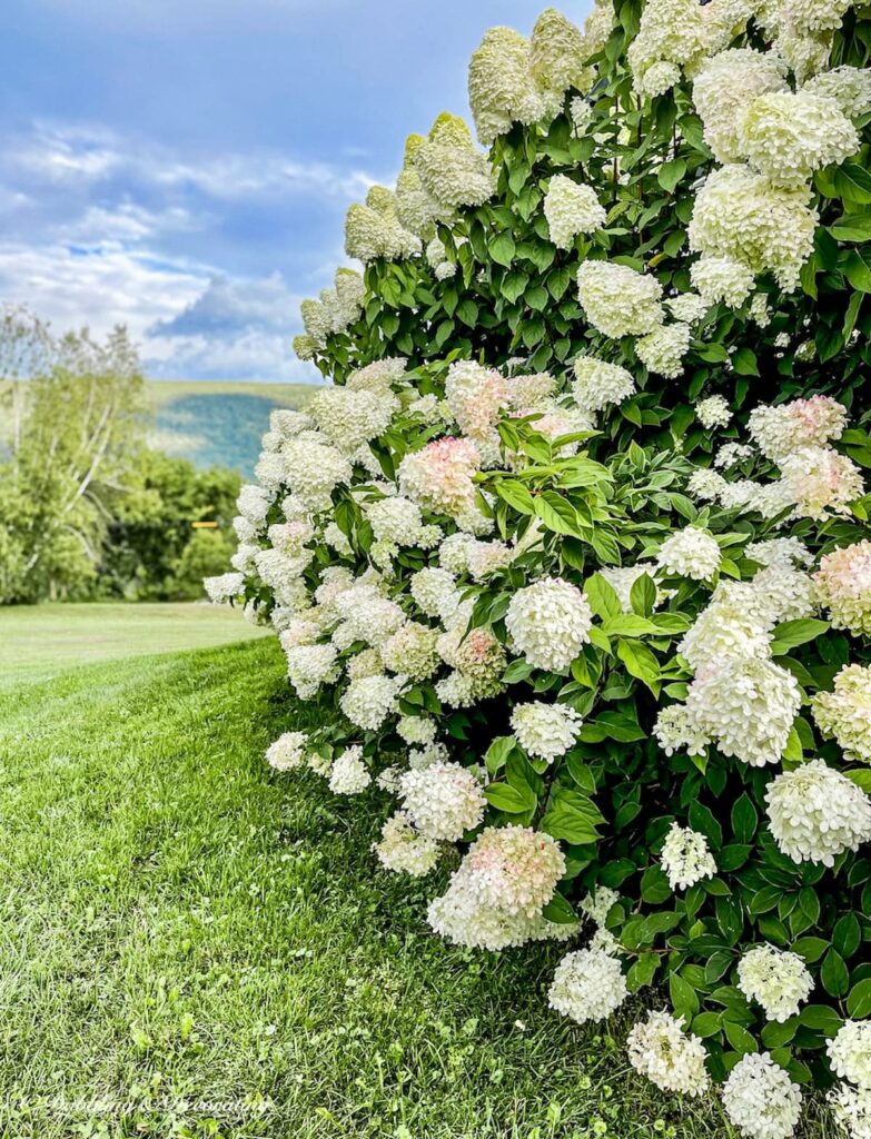 Large Fall pink and white faded limelight hydrangeas bushes in yard.