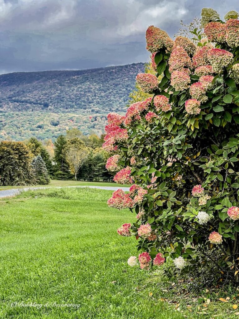 Fall Pink Limelight Hydrangeas Trees