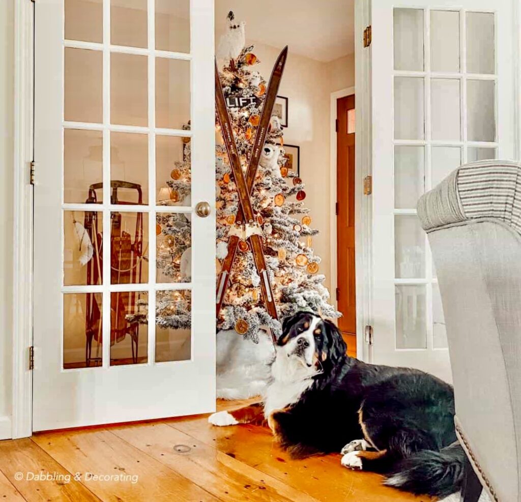 Bernese Mountain Dog, Ella sitting in front of Christmas tree and French doors decorated with polar bear Christmas decorations, vintage skis and more.
