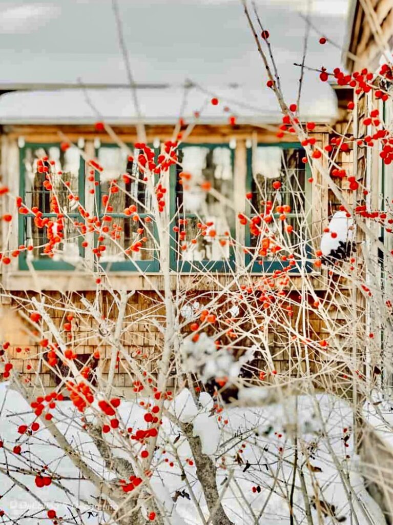 Winterberry bush in the snow at a cottage in Maine