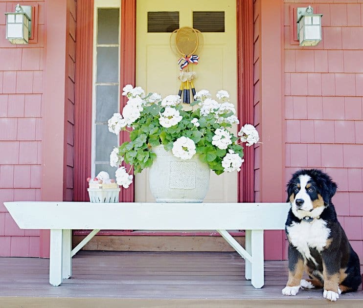 Vintage badmitton wreath with bernese mountain dog and flowers front door.