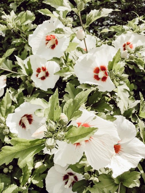 Simple Weekend Rose of Sharon Centerpiece