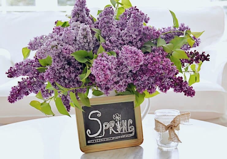 Bouquet of lilacs with small chalkboard w/ Spring quote on coffee table.