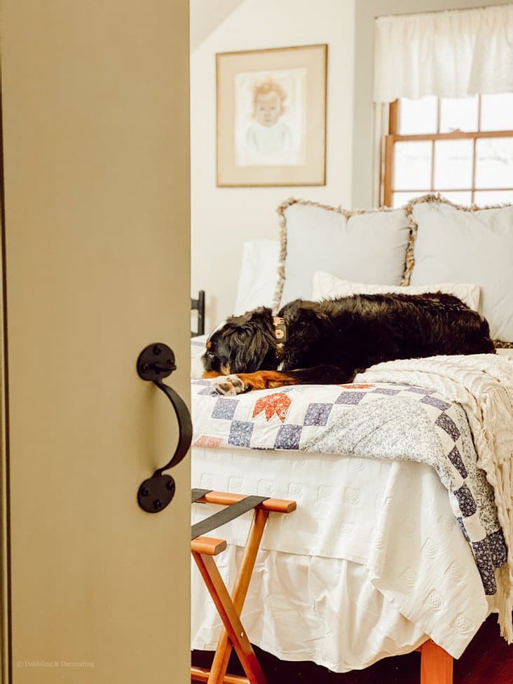 BERNESE MOUNTAIN DOG ON BED