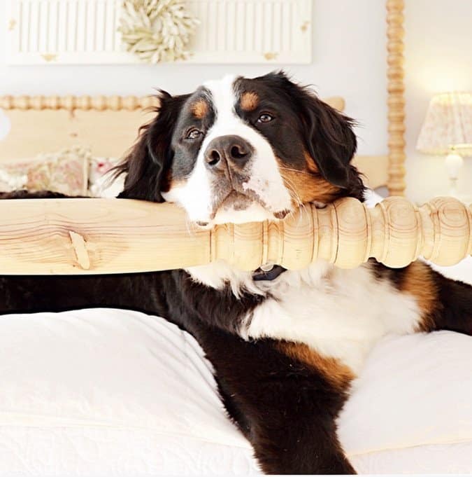 Cozy Master Bedroom with Bernese Mountain Dog.