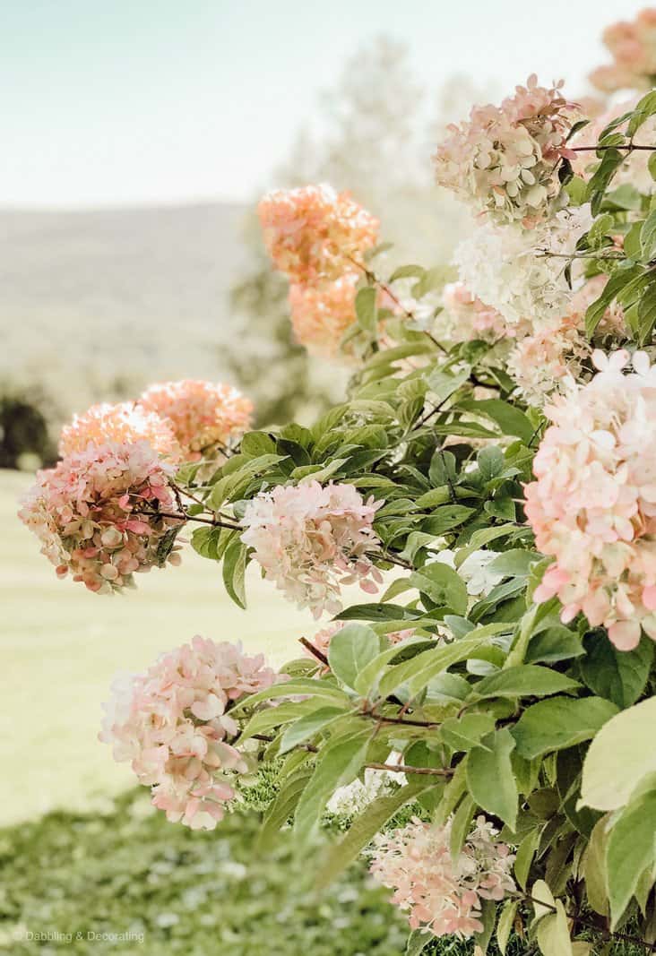 Hydrangea Centerpiece