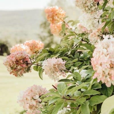 Hydrangea Centerpiece