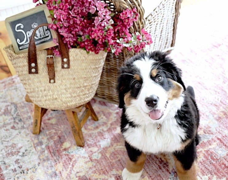 Bernese Mountain Dog puppy sitting next to pink flowers in a basket.