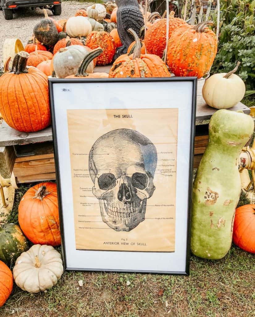 Science classroom skeleton head poster leaning up against a stack of pumpkins.