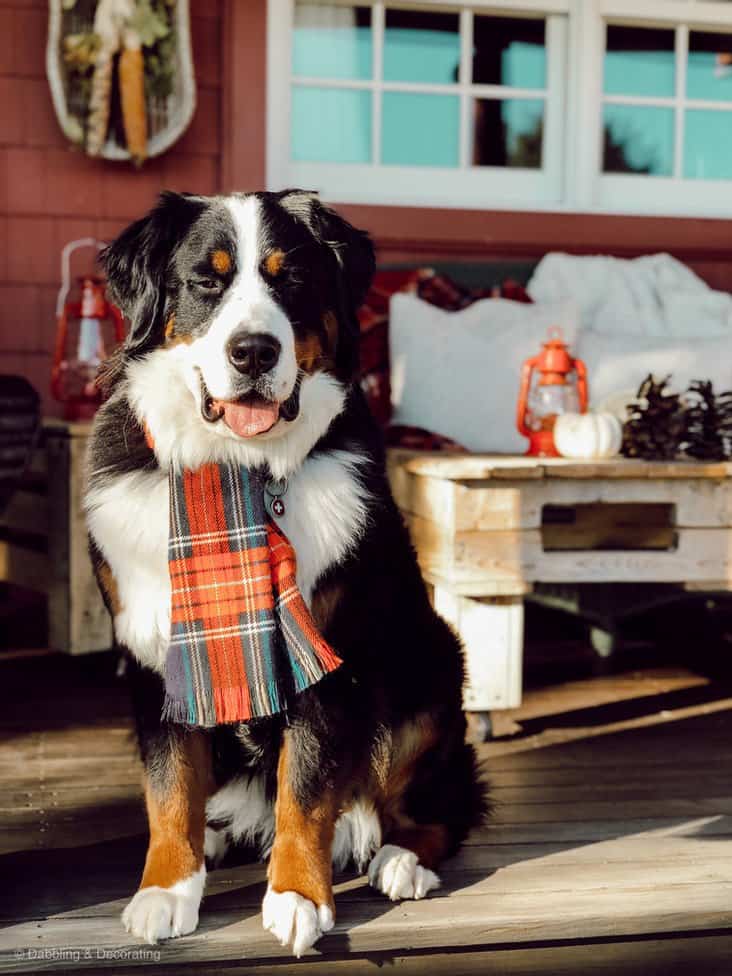 Bernese Mountain Dog