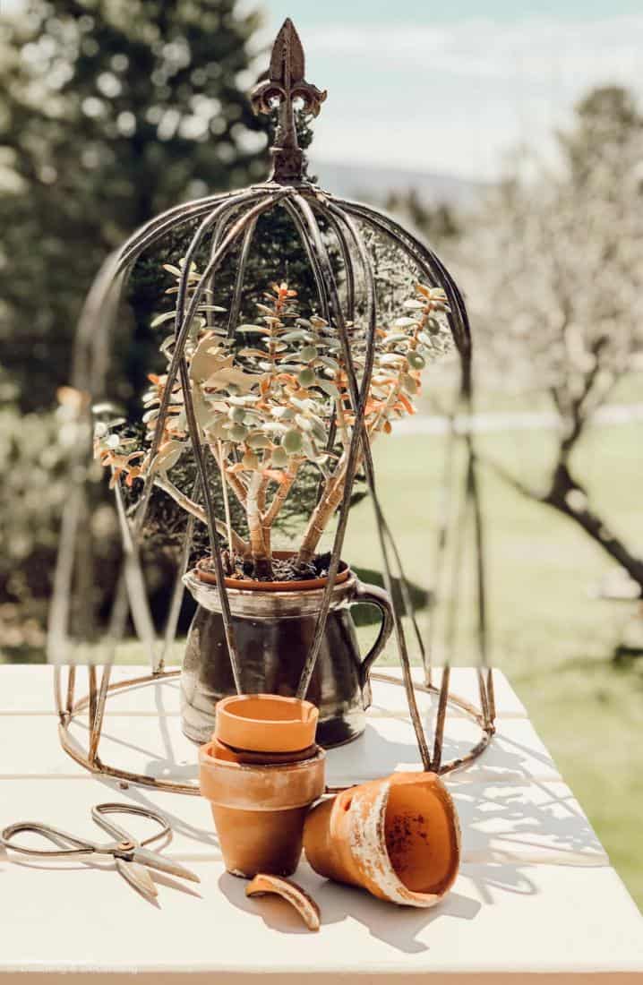 terracotta pots and plant