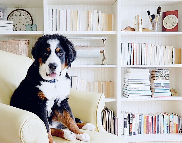 BUILTIN SHELFIE DECOR WITH BERNESE MOUNTAIN DOG