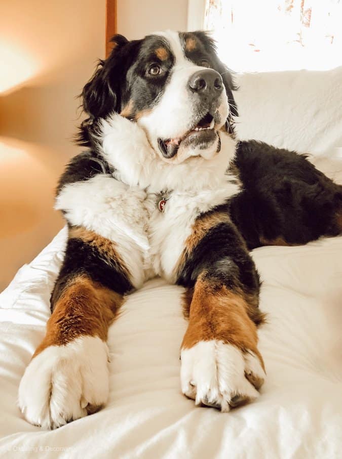 Guest Bedroom Spring Decor Ideas with Ella our Bernese Mountain Dog.