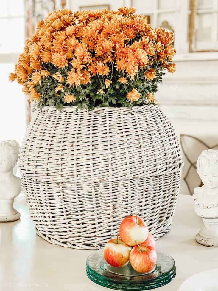 Orange Mums