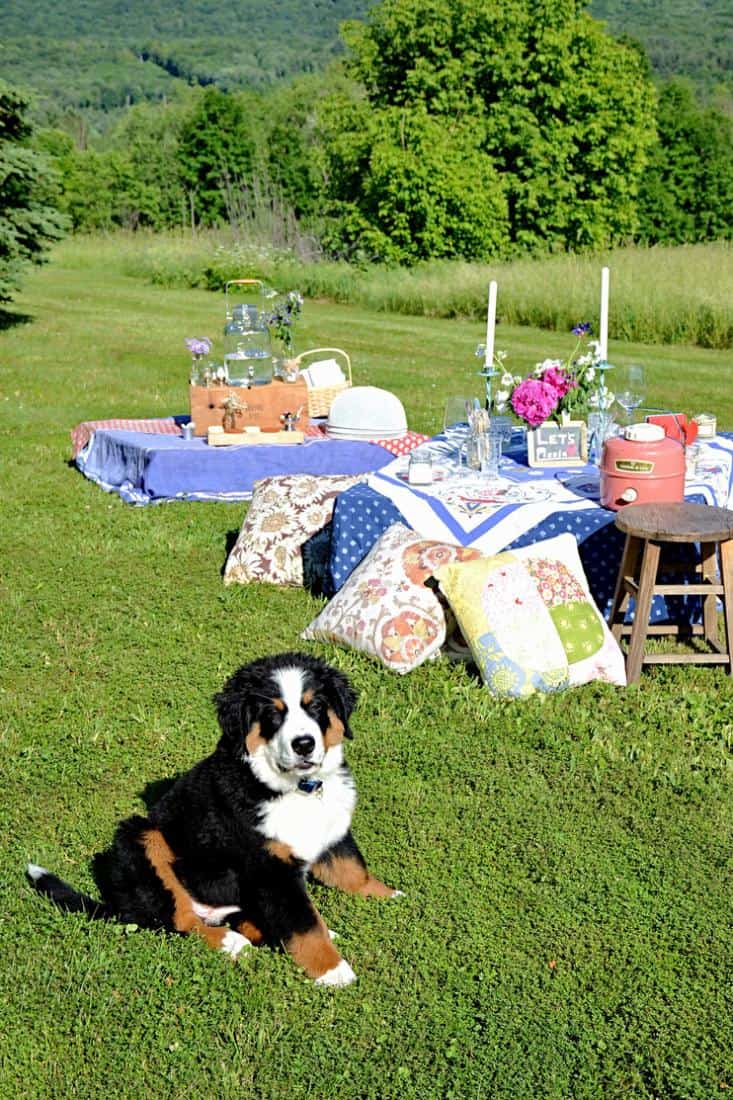 Picnic Pallet tables styled w/ Bernese Mountain Dog puppy.