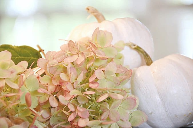 little white painted pumpkins with pink hydrangeas.