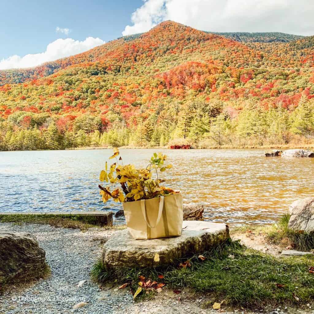 A bag of leaves in front of the fall mountains