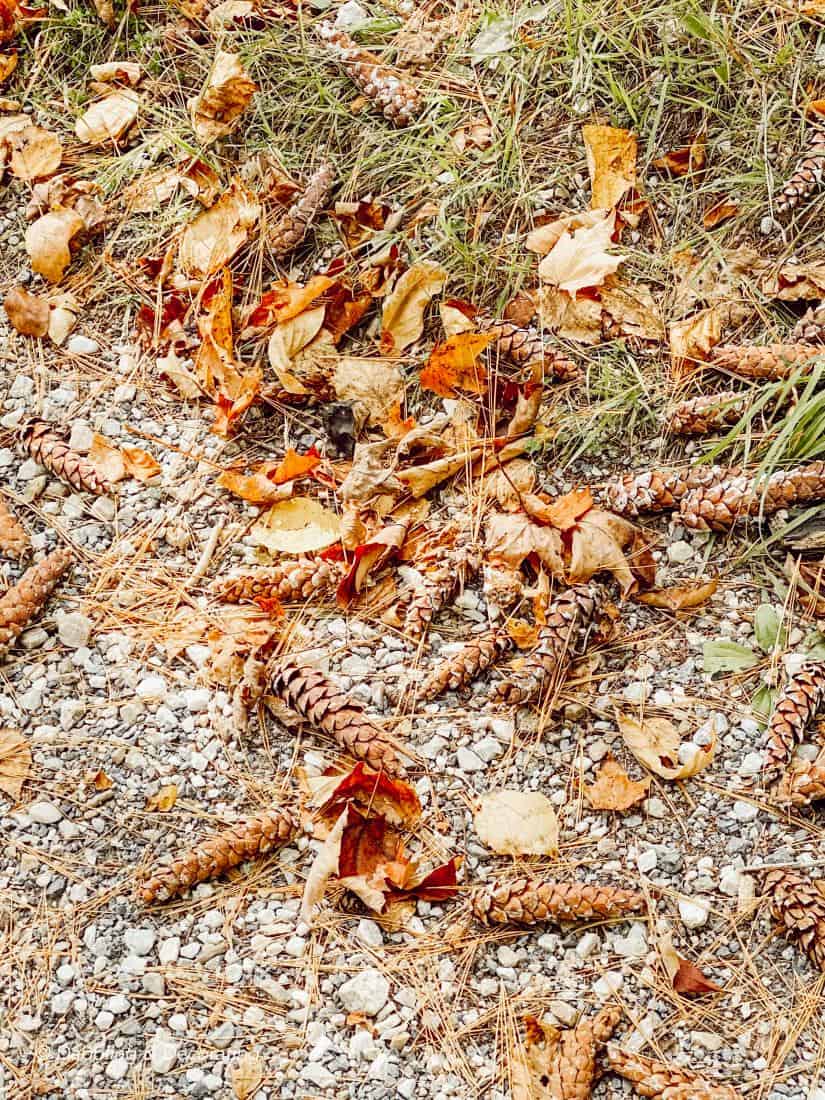 Hiking and Gathering for Natural Fall Decor Elements