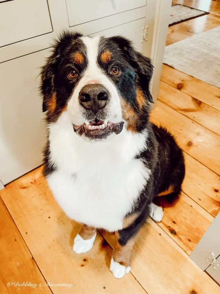 A dog sitting on top of a wooden table