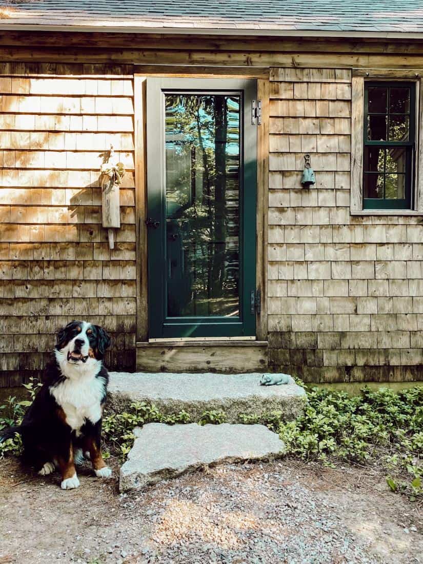 Cedar Shake Home at front door with Bernese Mountain Dog
