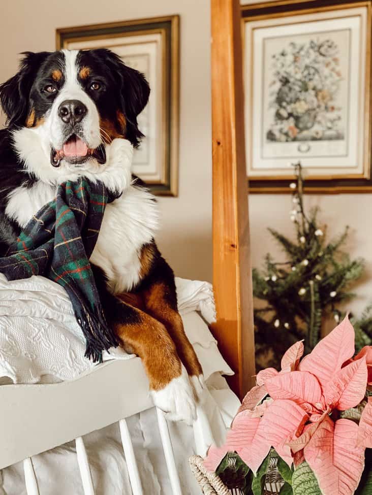 Holiday Bedroom Inspiration