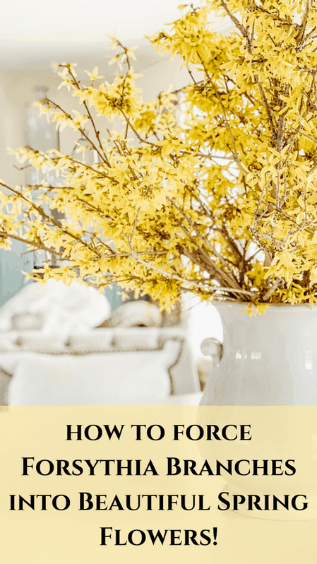 Forcing Forsythia Branches into Beautiful Spring Flowers
