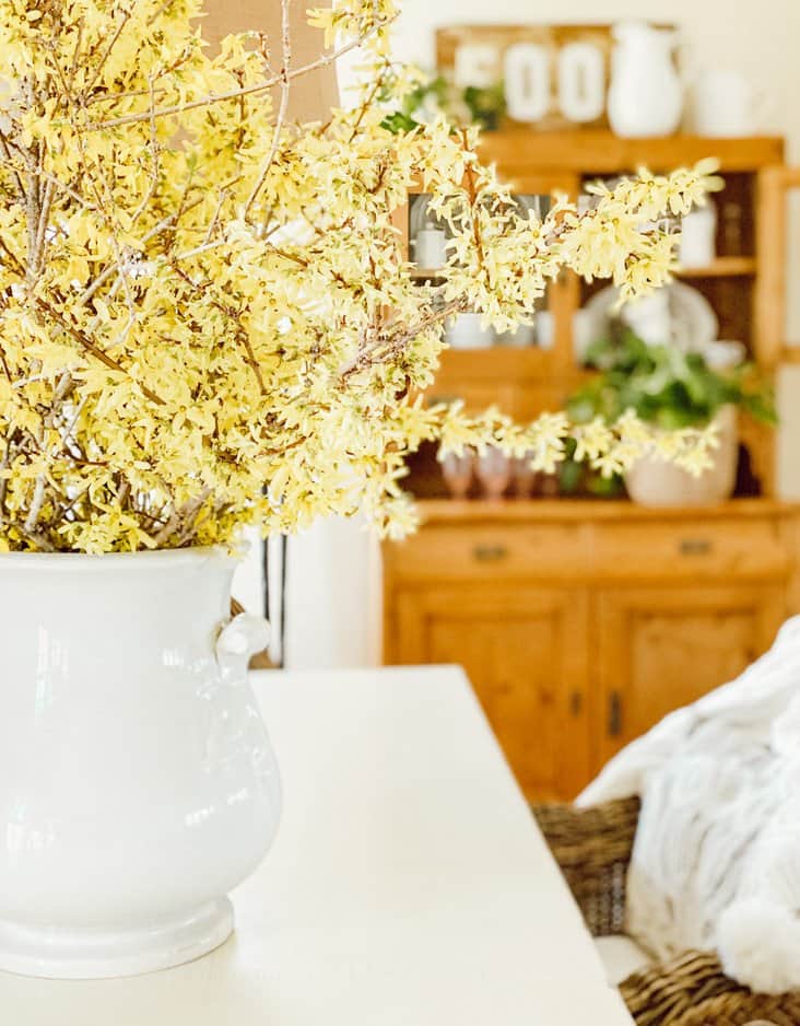 Forcing Forsythia Branches into Beautiful Spring Flowers