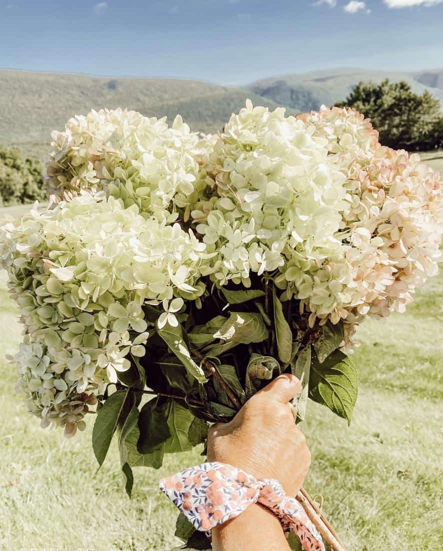 Fall Hydrangeas in an Old Crate