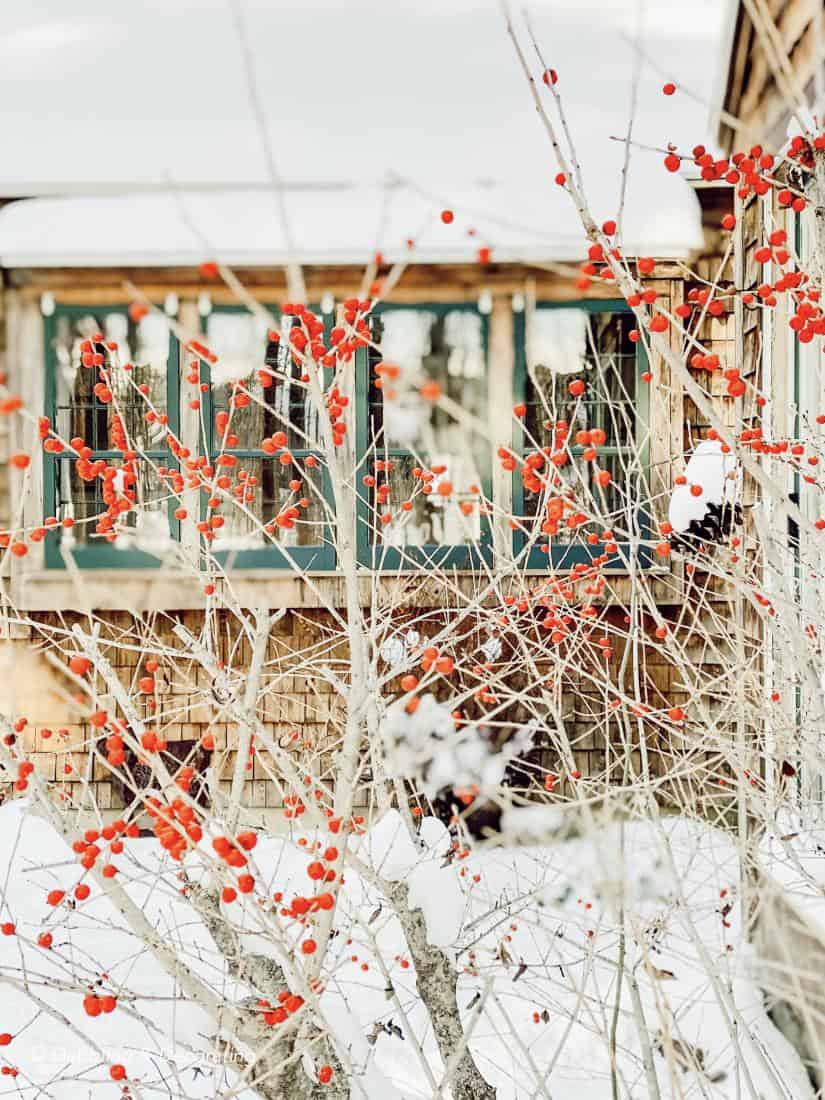 Winterberry bush
