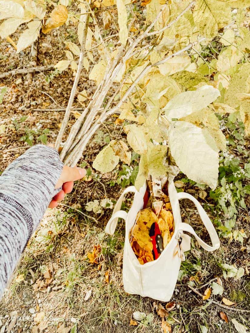 Hiking and Gathering for Natural Fall Decor Elements