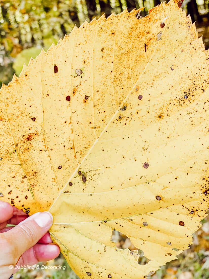 Hiking and Gathering for Natural Fall Decor Elements