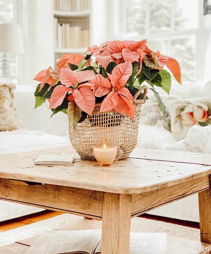 pink holiday poinsettia