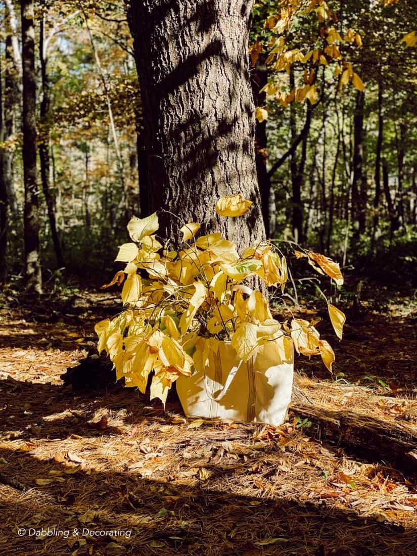 Hiking and Gathering for Natural Fall Decor Elements