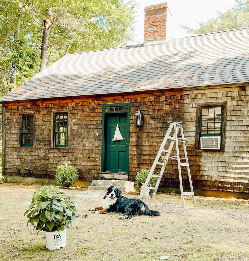 Cedar Shake siding restoration before and after comparison on home with Bernese Mountain Dog.