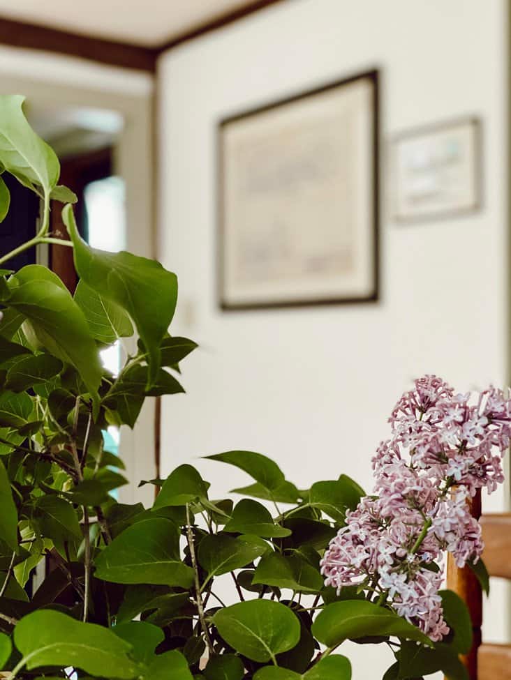 Lilac bouquet with framed colonial house plans on wall.