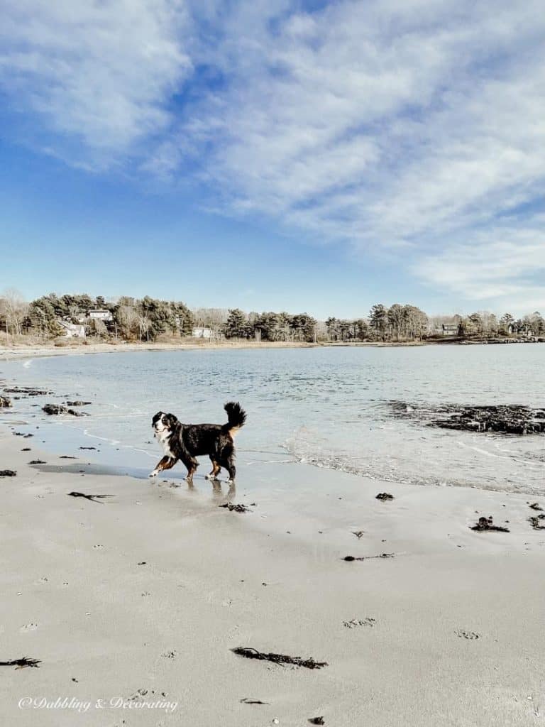 A dog walking on a beach
