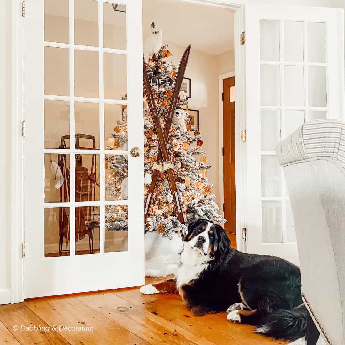 Bernese Mountain Dog in front of Christmas tree with vintage ski lodge decor.