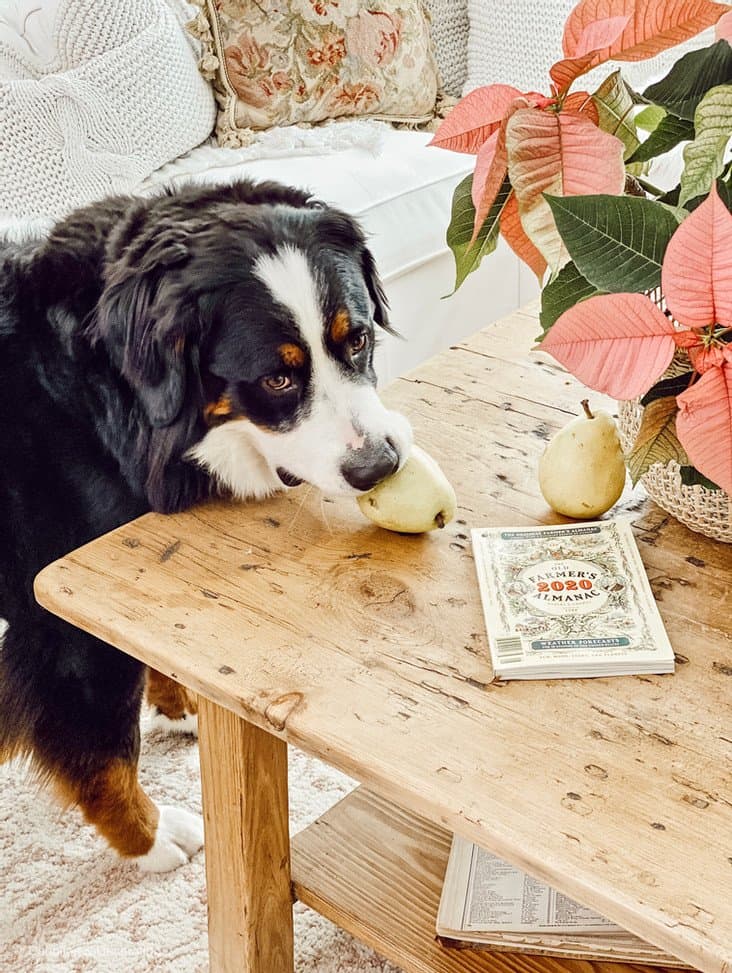 Dog with Pear