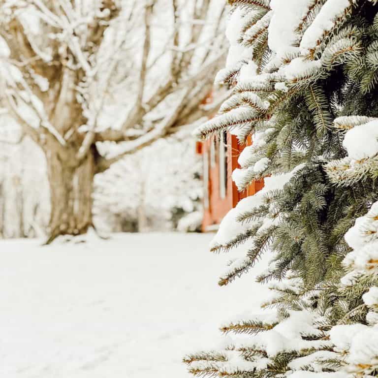 A pile of snow next to a tree